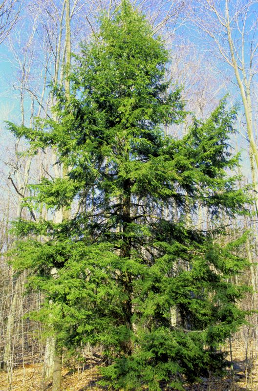 Hemlock Removal in Wilmington, DE