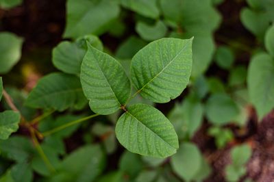 Poison Ivy Removal in Allentown, PA