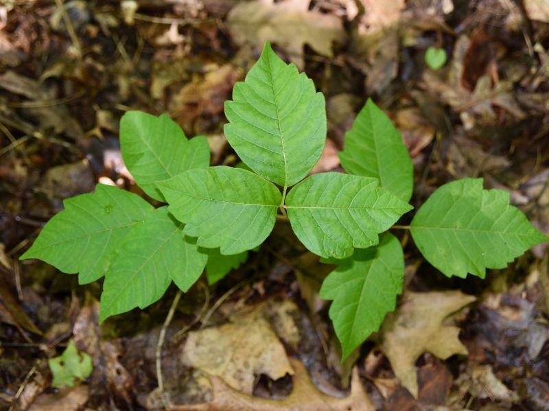 Poison Ivy Removal in Honolulu, HI