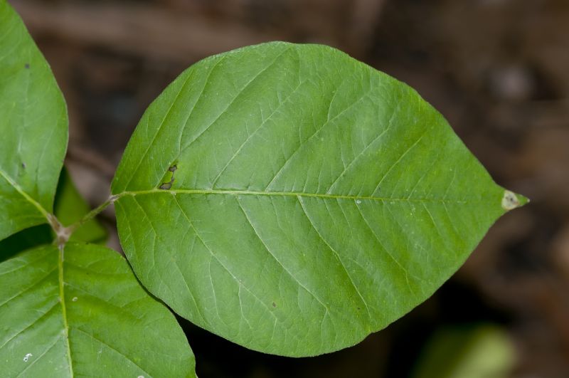 Poison Ivy Removal in Bel Air, MD