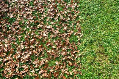 Lawn with Freshly Removed Leaves