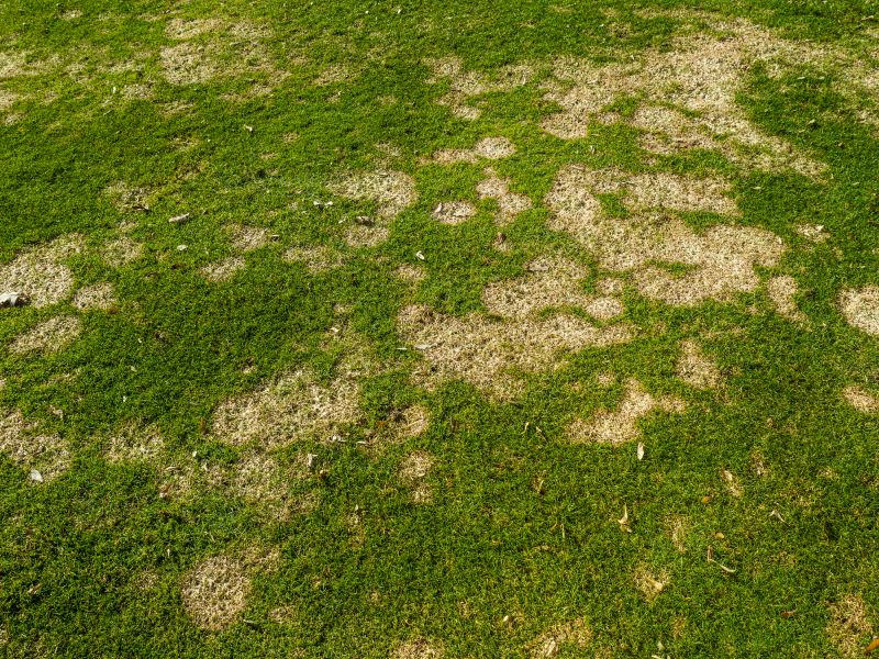 Fall Lawn Fertilizing in Honolulu, HI
