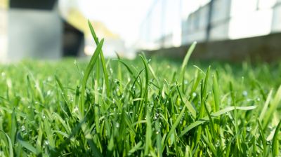Fall Lawn Fertilizing in Honolulu, HI