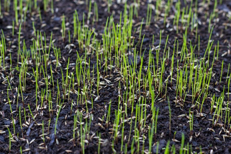Fall Lawn Seeding in Honolulu, HI