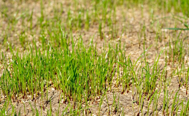 Grass Seed Installation in Ventura County, CA
