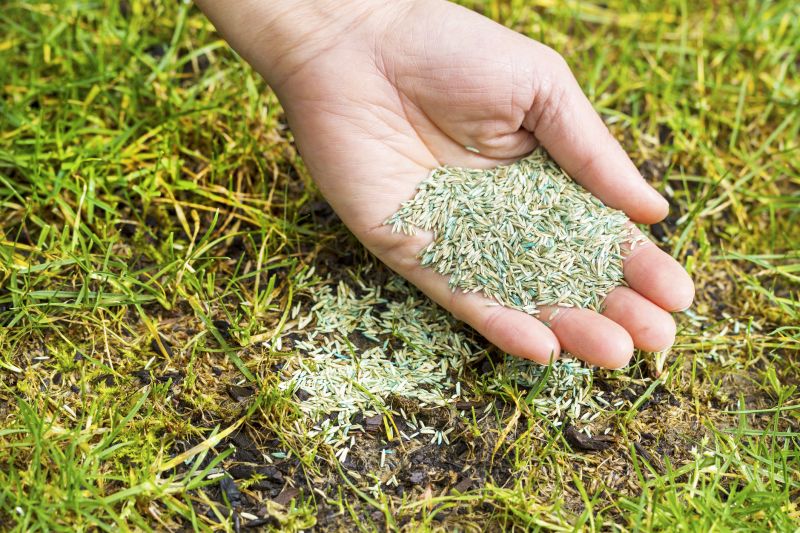 Grass Seed Spraying in Honolulu, HI