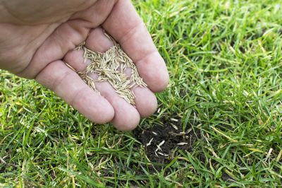 Lawn Seeding in Honolulu, HI