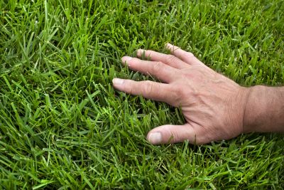 Lawn Treatment Service in Honolulu, HI