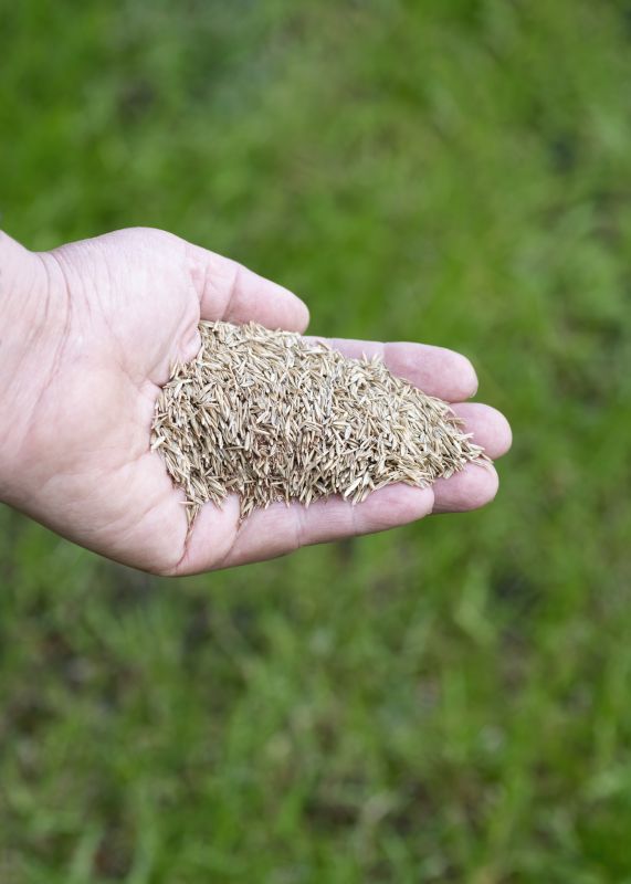 New Lawn Seeding in Honolulu, HI