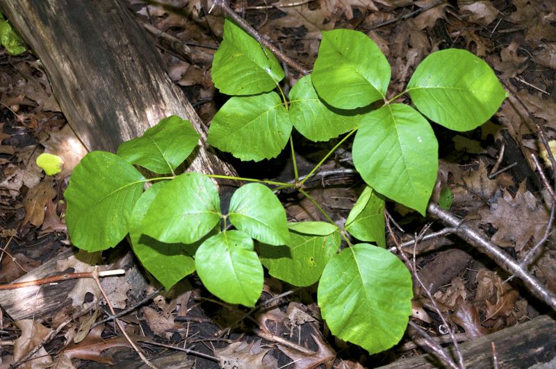Poison Ivy Removal in Pottstown, PA