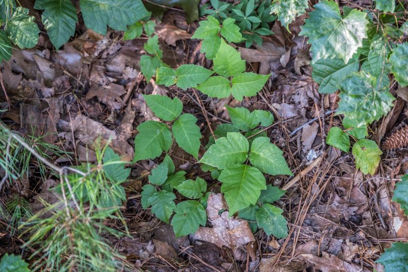 Poison Ivy Removal in Newark, DE
