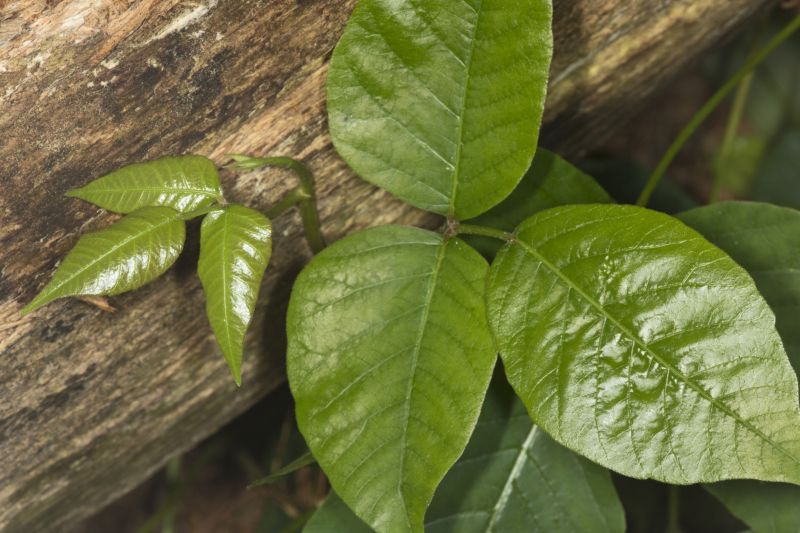 Poison Ivy Removal in Newark, DE