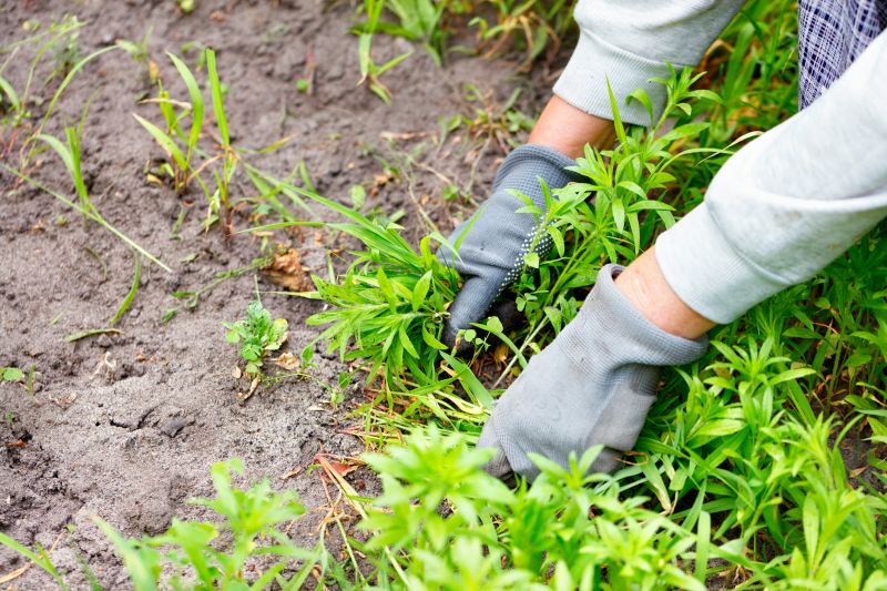 Poison Oak Removal in Bel Air, MD