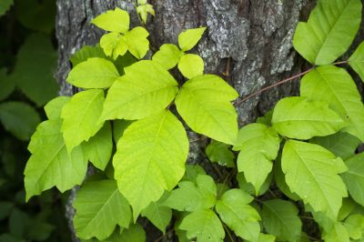Poison Oak Removal in Bel Air, MD
