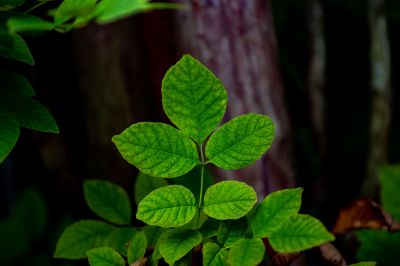 Poison Oak Removal in Allentown, PA