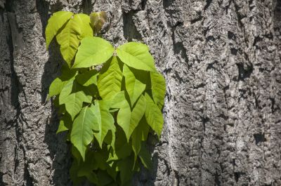 Poison Oak Removal in Bucks County, PA