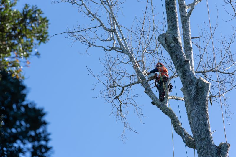 Tree Care Professionals